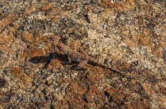 Ctenophorus caudicinctus