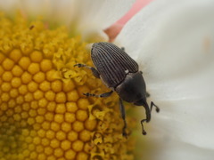 Odontocorynus umbellae