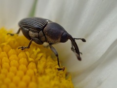 Odontocorynus umbellae