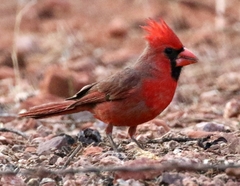 Cardinalis cardinalis superbus