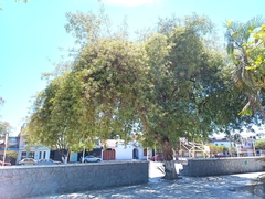 Vitex mollis