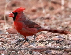 Cardinalis cardinalis superbus