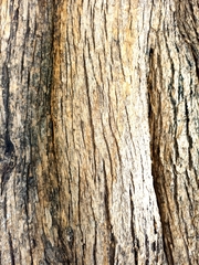 Vitex mollis
