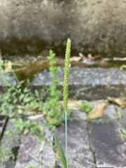 Alopecurus aequalis amurensis