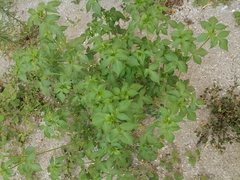 Ocimum basilicum