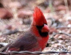 Cardinalis cardinalis superbus
