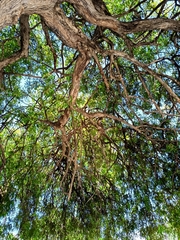 Vitex mollis