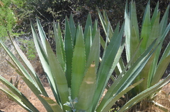 Agave murpheyi
