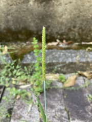 Alopecurus aequalis amurensis
