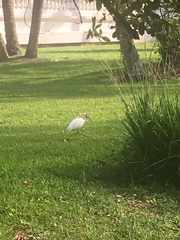Eudocimus albus