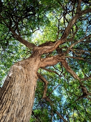 Vitex mollis