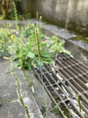 Alopecurus aequalis amurensis