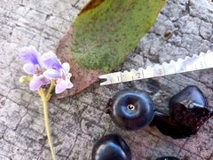 Vitex mollis