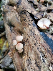 Mycena mariae