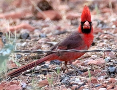 Cardinalis cardinalis superbus