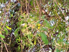Vitex mollis