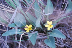 Viola vallicola