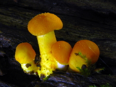 Cyptotrama chrysopepla