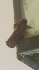 Acrolophus walsinghami