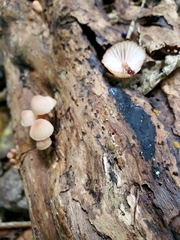 Mycena mariae