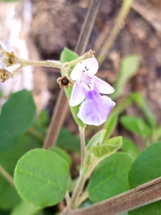 Vitex mollis