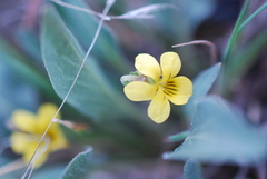 Viola vallicola