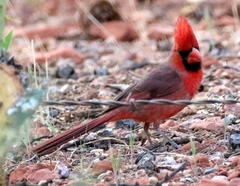 Cardinalis cardinalis superbus