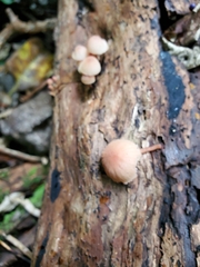 Mycena mariae