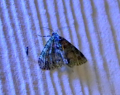 Hammaptera parinotata