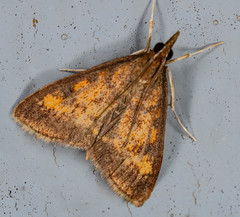 Pyrausta acrionalis