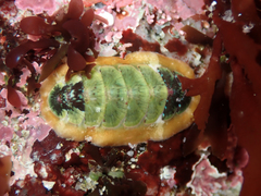 Dendrochiton flectens