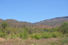 Pittosporaceae