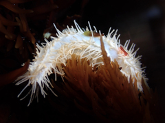 Eupentacta quinquesemita