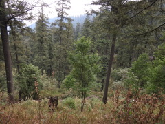 Prunus serotina capuli