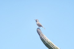 Campylorhynchus