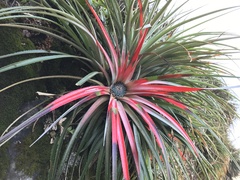 Fascicularia bicolor