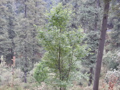 Prunus serotina capuli