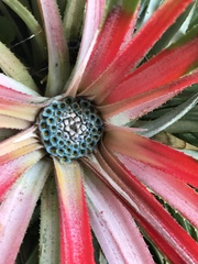 Fascicularia bicolor