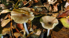 Bolbitius reticulatus