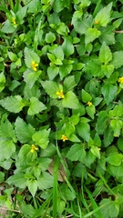 Calyptocarpus vialis