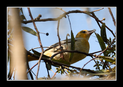 Icterus bullockii