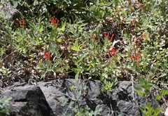 Monardella macrantha hallii