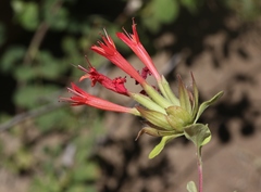 Monardella macrantha hallii
