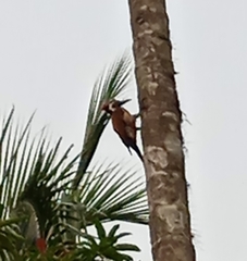 Dinopium benghalense