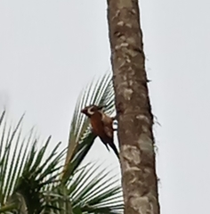 Dinopium benghalense