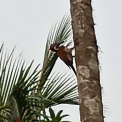 Dinopium benghalense