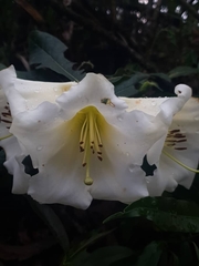 Rhododendron dalhousiae