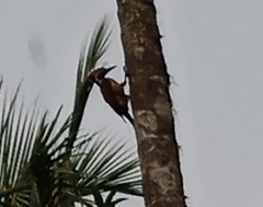 Dinopium benghalense