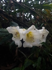 Rhododendron dalhousiae