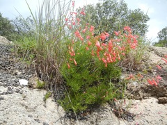 Penstemon fasciculatus